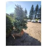 Black hills Spruce - 6-7