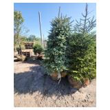 Black hills Spruce - 6-7