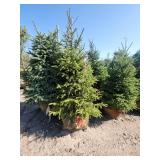 Black hills Spruce - 6-7