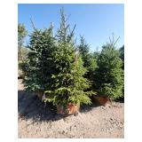 Black hills Spruce - 6-7