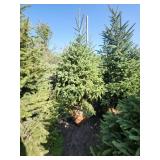 Black hills Spruce - 6-7