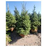 Black hills Spruce - 6-7