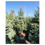 Black hills Spruce - 6-7