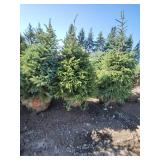 Black hills Spruce - 6-7