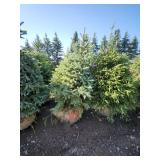 Black hills Spruce - 6-7