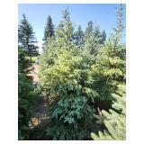 Black Hills Spruce 6