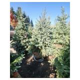 Black hills Spruce - 6-7