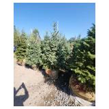 Black hills Spruce - 6-7