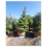 Black hills Spruce - 6-7