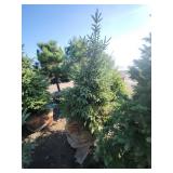 Black hills Spruce - 6-7