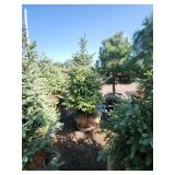 Black hills Spruce - 6-7