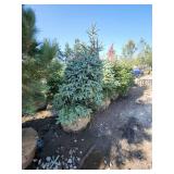 Black hills Spruce - 6-7