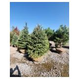 Black hills Spruce - 6-7