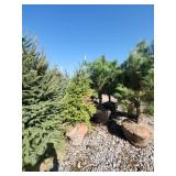 Black hills Spruce - 6-7