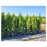 Emerald Green Arborvitae - 5