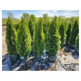 Emerald Green Arborvitae - 5