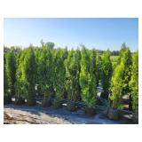 Emerald Green Arborvitae - 5