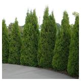 Emerald Green Arborvitae - 5