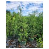 Hetz Wintergreen 7