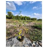 Single Stem Birch - 5 Gallon -