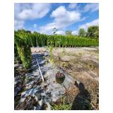 Single Stem Birch - 5 Gallon -