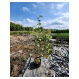 Single Stem Birch - 5 Gallon -