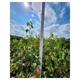 Single Stem Birch - 5 Gallon -
