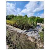 Single Stem Birch - 5 Gallon -