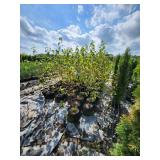 Single Stem Birch - 5 Gallon -