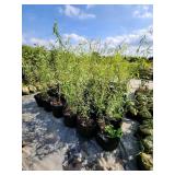 Corkscrew Willow Tree - 5 Gallon