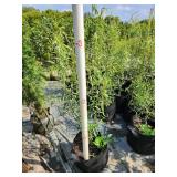 Corkscrew Willow Tree - 5 Gallon