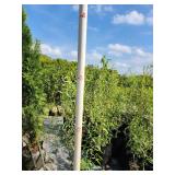 Corkscrew Willow Tree - 5 Gallon
