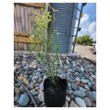 Corkscrew Willow Tree - 5 Gallon