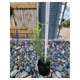 Corkscrew Willow Tree - 5 Gallon