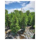 Hetz Wintergreen 7