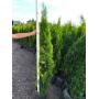 Emerald Green Arborvitae - 5' - 6'