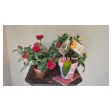 Indoor Plant Decor Collection with Planters and Accessories