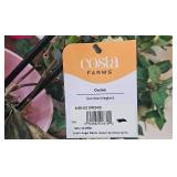 Indoor Plant Decor Collection with Planters and Accessories