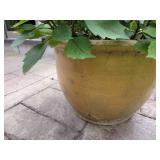 Ceramic Dijon Yellow Glaze Outdoor Zinnia Planter