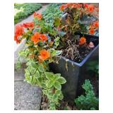 Black Commercial Resin Outdoor Planter, A
