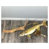 Wall Hanging Walleye Fish Mount on Drift Wood Wall Hanging Walleye Fish Mount on Drift Wood