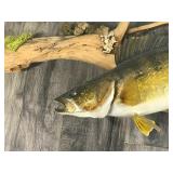 Wall Hanging Walleye Fish Mount on Drift Wood Wall Hanging Walleye Fish Mount on Drift Wood