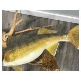 Wall Hanging Walleye Fish Mount on Drift Wood Wall Hanging Walleye Fish Mount on Drift Wood