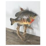 Wall Hanging Sunfish Mount on a Piece of Drift Wood Wall Hanging Sunfish Mount on a Piece of Drift Wood