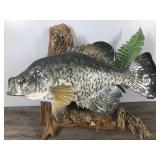 Wall Hanging Crappie Fish Mount on a Piece of Drift Wood Wall Hanging Crappie Fish Mount on a Piece of Drift Wood