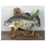 Wall Hanging Crappie Fish Mount on a Piece of Drift Wood Wall Hanging Crappie Fish Mount on a Piece of Drift Wood