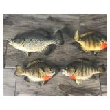 3 Sunfish and 1 Crappie Wall Hanging Fish Mounts 3 Sunfish and 1 Crappie Wall Hanging Fish Mounts