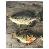 3 Sunfish and 1 Crappie Wall Hanging Fish Mounts 3 Sunfish and 1 Crappie Wall Hanging Fish Mounts