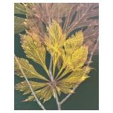 Framed Botanical Artwork by Mary Booker in Maple Frame