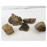 Collection of 5 Petrified Wood Specimens